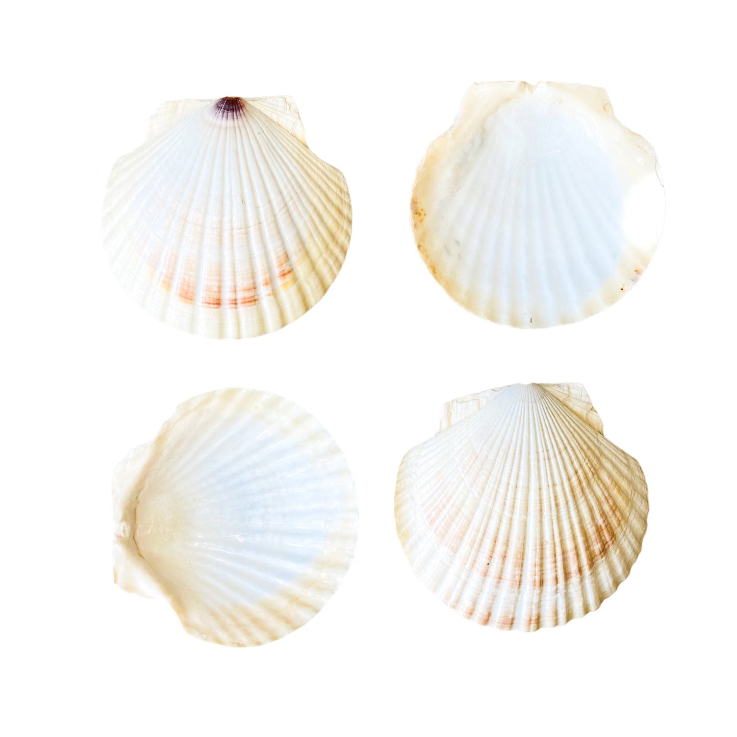 Real Shell Hors D’oeuvre Plates, Set of 4