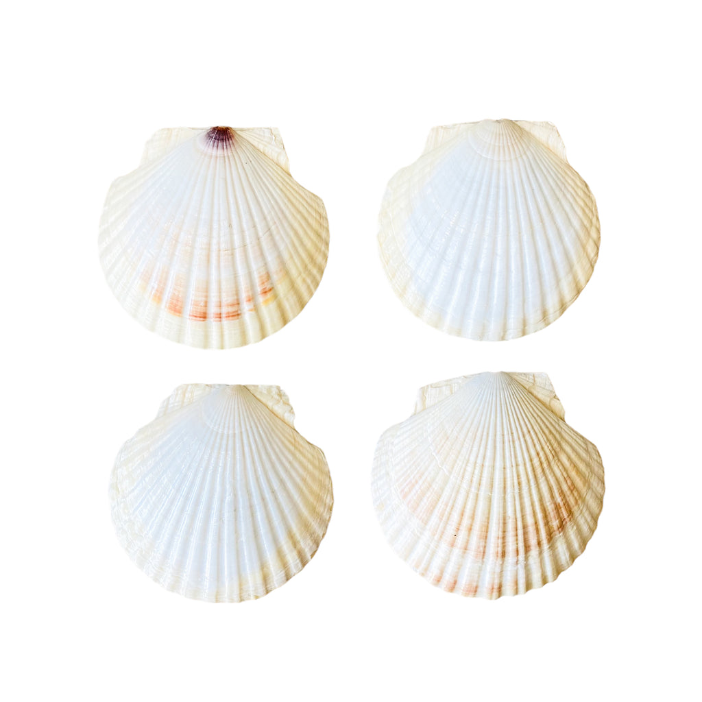 Real Shell Hors D’oeuvre Plates, Set of 4