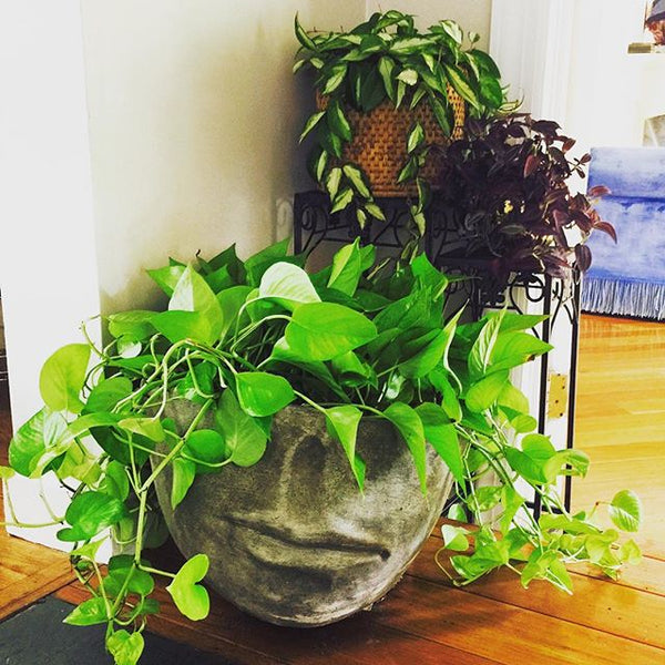 Tips & Tricks for Plant Care