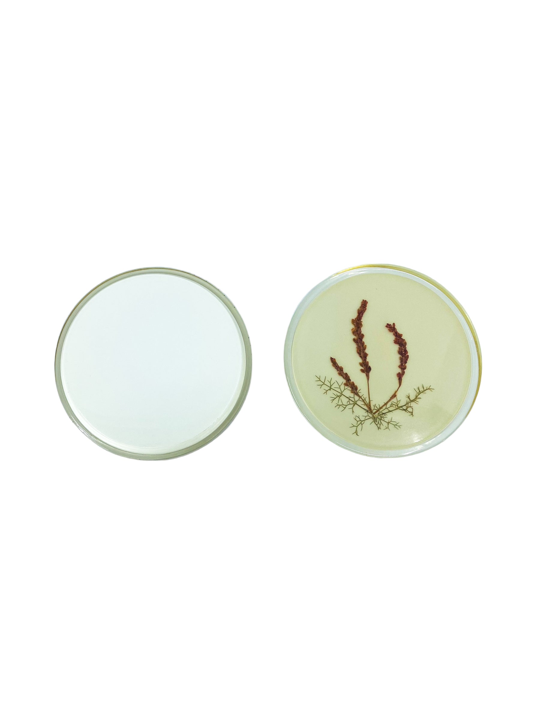 Vintage Pressed Flowers Coaster Set, S/6